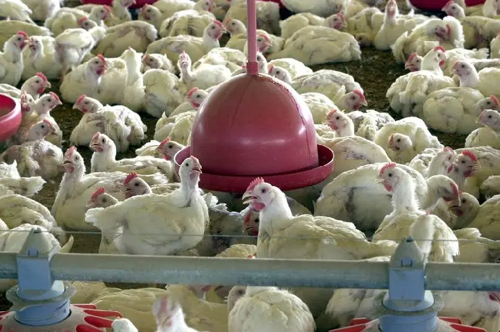 Agricultura confirma caso de gripe aviária em município do RS