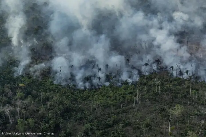 Amazônia registra aumento de quase 500% na degradação florestal em 2025