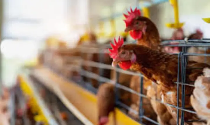 China e UE suspendem compra de frango brasileiro após gripe aviária