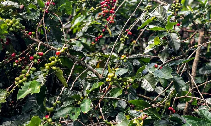 Produção de café deverá ser de 55,7 milhões de sacas em 2025