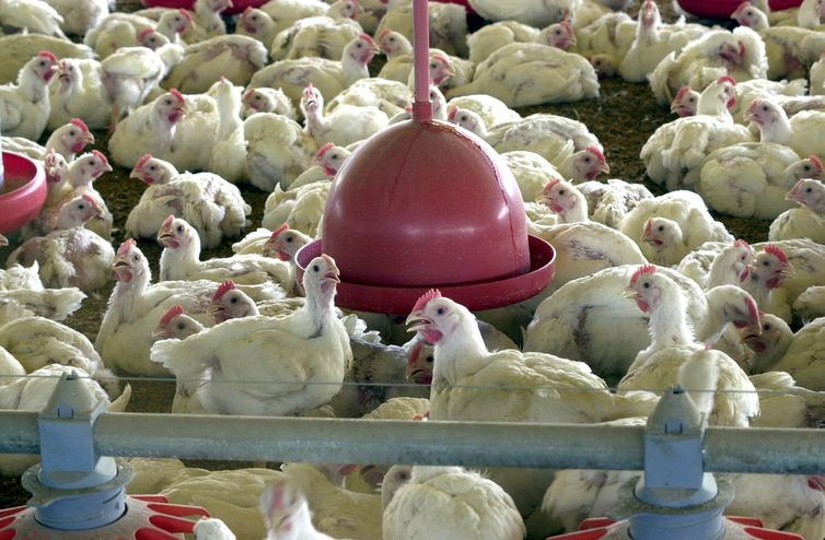 Tarifas entre EUA e China podem ampliar exportações brasileiras