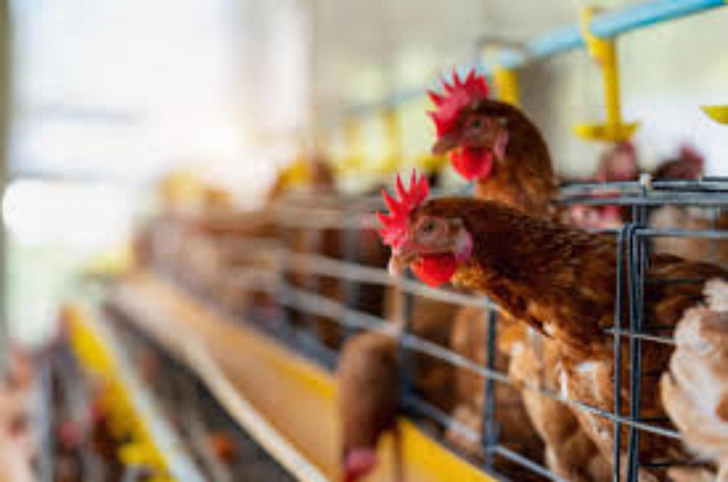 China e UE suspendem compra de frango brasileiro após gripe aviária