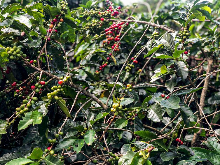 Produção de café deverá ser de 55,7 milhões de sacas em 2025
